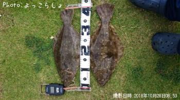 ヒラメ