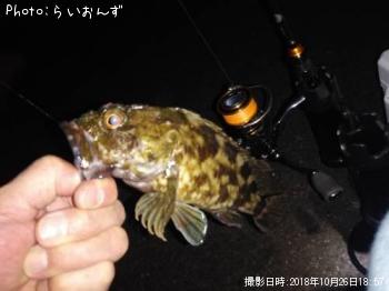 カサゴ