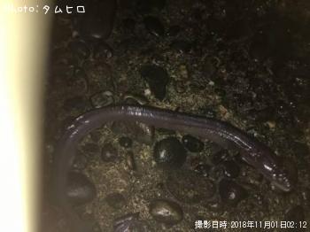 ハモ