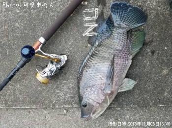 テラピア