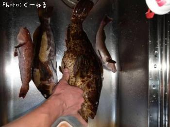 タケノコメバル