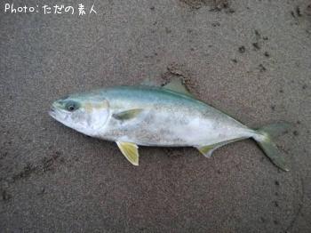 ワカシ