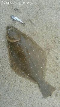 ヒラメ