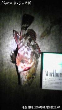 カサゴ