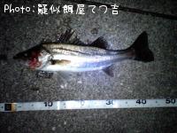 シーバス
