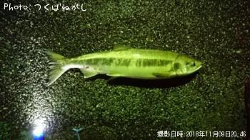 ネタ