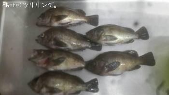 釣果