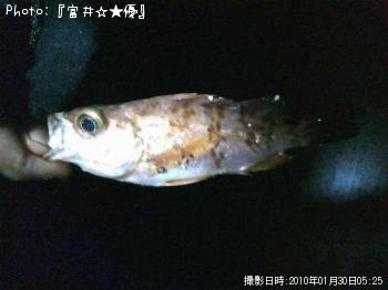 メバル