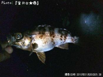 メバル