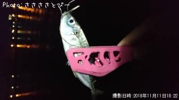 ޥ