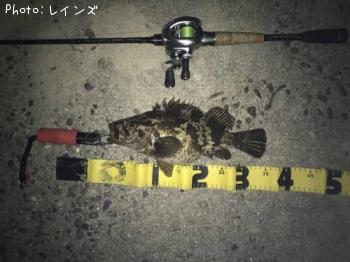 タケノコメバル