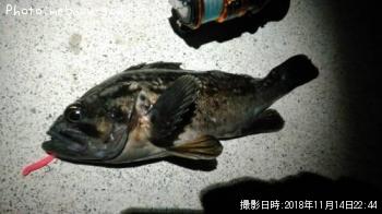 アジ