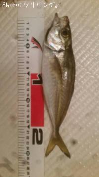 釣果