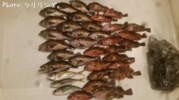釣果