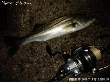 シーバス