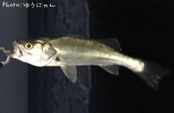 シーバス