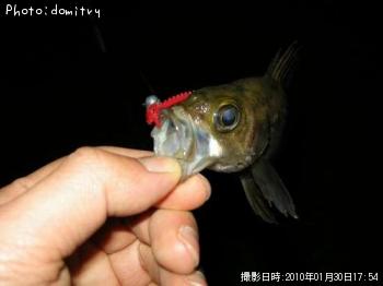 クロソイ