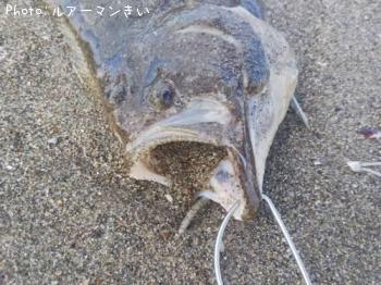 ヒラメ