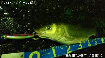 マルタウグイ