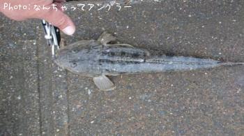 マゴチ