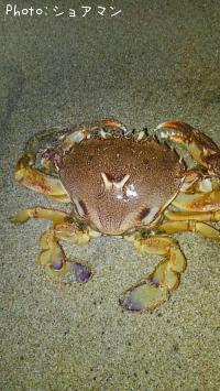 ワタリガニ科ヒラツメガニ
