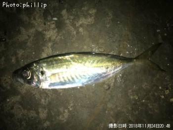アジ