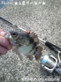 メバル