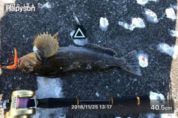 アイナメ