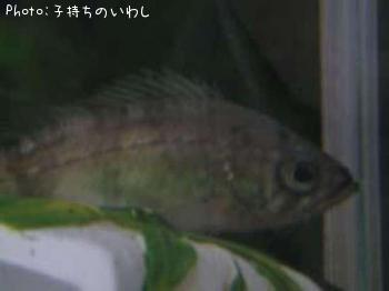 メバル
