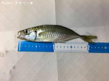 アジ