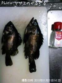 根魚