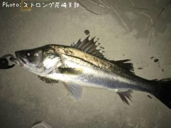 シーバス