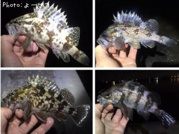 根魚