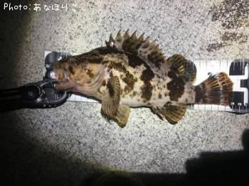 ベッコウゾイ