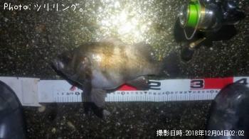 メバル