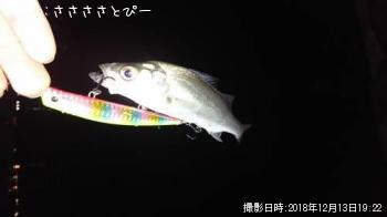 シーバス
