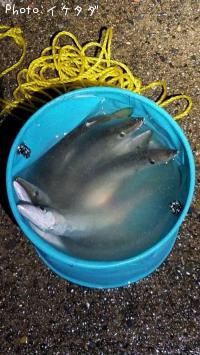 カマス