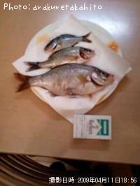 タナゴ