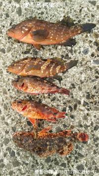 ¥¥¸¥Ï¥¿¡¢¥«¥µ¥´¡¢¥ª¥Ë¥«¥µ¥´