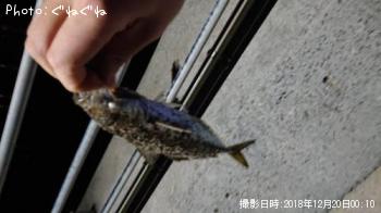 アジ