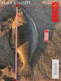 ヒラメ