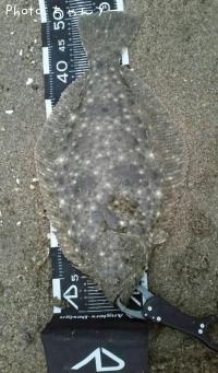 ヒラメ