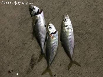アジ