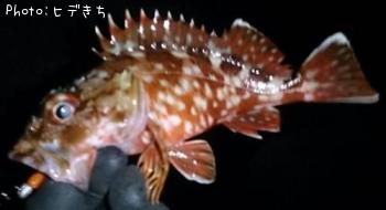 カサゴ