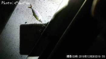 アジ