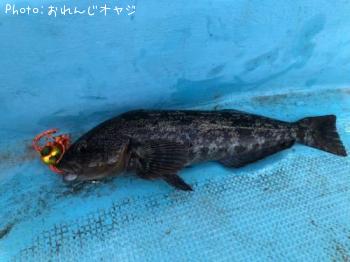 アイナメ