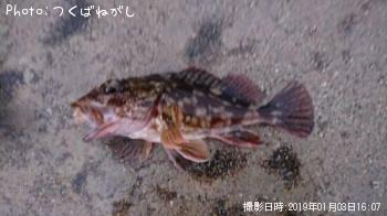 カサゴ