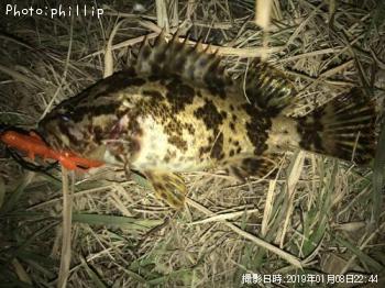 タケノコメバル