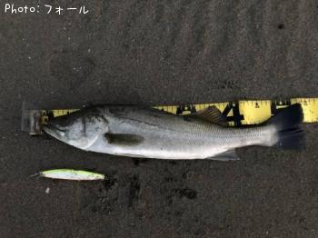 シーバス