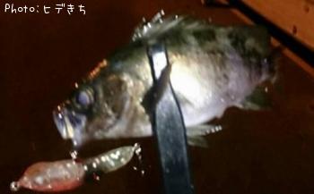 メバル